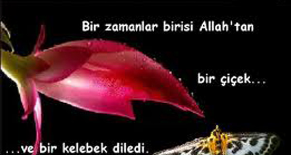 Islam tarixindən hikmətli sözlər (28-ci hissə) Islam tarixindən hikmətli sözlər (28-ci hissə)